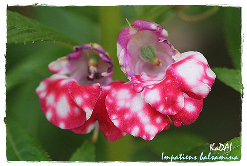 معرفی و راهنمای پرورش گیاهان زینتی - گل امپیشن بالزامینا